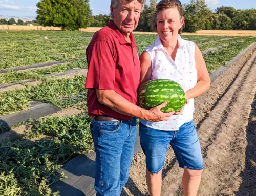 Meet the Grower: Moonlight Melons